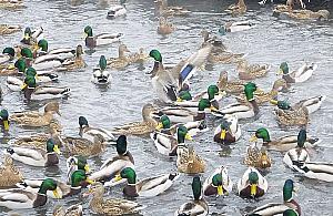 Szlam w Kanale Bródnowskim. Urzędnicy nie znaleźli winnego