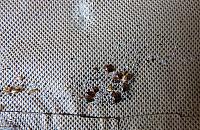 Na Woli rządzą pluskwy. Jak duży jest problem?