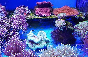 Koralowce przyleciały w paczce. Zostały skonfiskowane, trafiły do ZOO