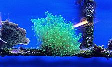 Koralowce przyleciały w paczce. Zostały skonfiskowane, trafiły do ZOO