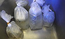 Koralowce przyleciały w paczce. Zostały skonfiskowane, trafiły do ZOO