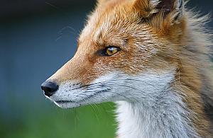 Schwytał lisa do klatki. Bo podkradał gołębie