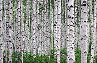 Leśnicy na wojnie z brzozami. Dlaczego są masowo wycinane?