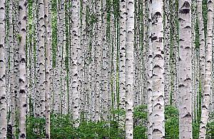 Leśnicy na wojnie z brzozami. Dlaczego są masowo wycinane?