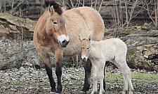 W Warszawie urodził się koń Przewalskiego