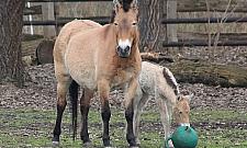 W Warszawie urodził się koń Przewalskiego