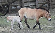 W Warszawie urodził się koń Przewalskiego