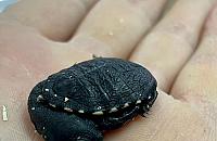Oto nowy mieszkaniec zoo. Maluszek z zagro�onego gatunku