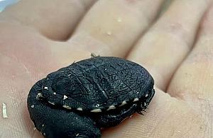 Oto nowy mieszkaniec zoo. Maluszek z zagrożonego gatunku