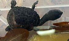 Oto nowy mieszkaniec zoo. Maluszek z zagrożonego gatunku