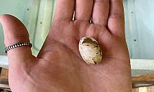 Oto nowy mieszkaniec zoo. Maluszek z zagrożonego gatunku