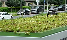 Mieszkańcy Białołęki chcą wiat w cenie samochodu