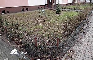 Więcej zieleni na Ciołka i Obozowej? "Od kilku lat proszę"