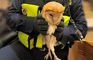 Sowa na warszawskiej Starówce. Strażnicy ratowali ją przed wronami