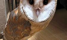 Sowa na warszawskiej Starówce. Strażnicy ratowali ją przed wronami