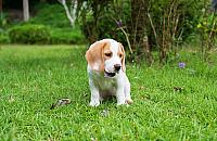 Czy ktoś na Kole truje psy? Facebook huczy, policja nic nie wie