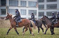 Trzydniowe szkolenie policyjnych koni w Warszawie [GALERIA]