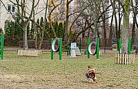 Nowe wybiegi dla psów już w przyszłym roku?