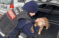 Straż miejska schwytała psa i wywiozła do schroniska