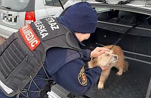 Straż miejska schwytała psa i wywiozła do schroniska