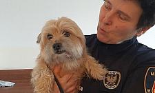 Straż miejska schwytała psa i wywiozła do schroniska