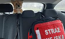 Straż miejska schwytała psa i wywiozła do schroniska
