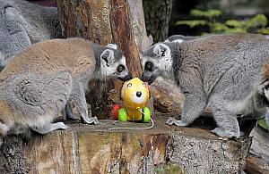 W przyszłym roku wejście do zoo bezpłatne?