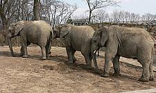 W przyszłym roku wejście do zoo bezpłatne?