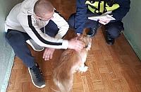 Strażnicy miejscy i pies, odcinek drugi. Znaleźli właściciela