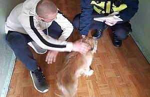 Strażnicy miejscy i pies, odcinek drugi. Znaleźli właściciela