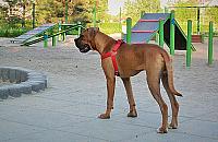 Więcej psich wybiegów na Woli?