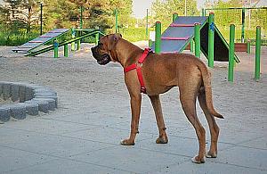 Więcej psich wybiegów na Woli?