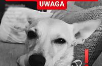 Pies zaatakowany gazem? Sprawa zgłoszona Facebookowi, policja nic nie wie