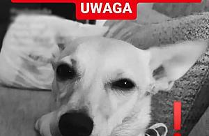 Pies zaatakowany gazem? Sprawa zgłoszona Facebookowi, policja nic nie wie
