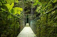 Radny chce spacerować w koronach drzew. "Nie pozwolimy na coś takiego"