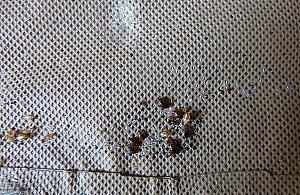 Pluskwy na Bródnie. "Nie zabierajcie mebli i obrazów porzuconych na śmietniku do mieszkań"