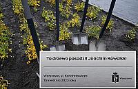 ZDM daje drzewa do "adopcji". "Niech adoptują odpowiedzialnych za ten remont i dadzą im szlaban"