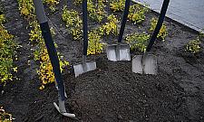 ZDM daje drzewa do "adopcji". "Niech adoptują odpowiedzialnych za ten remont i dadzą im szlaban"