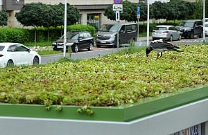 Wrony mają pętlę. Warszawskie przystanki mają służyć... ptakom