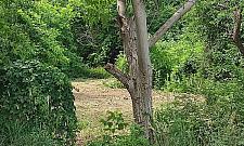 Owocowy Ogród "Arkadia Bis" przy Woronicza?