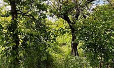 Owocowy Ogród "Arkadia Bis" przy Woronicza?