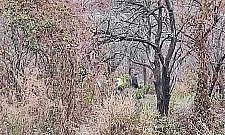 Owocowy Ogród "Arkadia Bis" przy Woronicza?