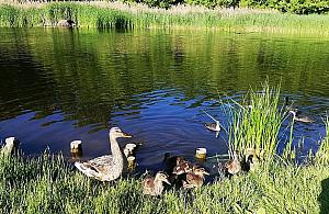 Bardziej zielona i bezpieczniejsza łąka wokół stawu przy Dolnej?