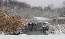 Bardziej zielona i bezpieczniejsza łąka wokół stawu przy Dolnej?