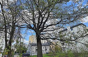 Mieszkańcy Targówka Mieszkaniowego obawiają się o przyszłość stuletniego dębu