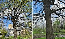 Mieszkańcy Targówka Mieszkaniowego obawiają się o przyszłość stuletniego dębu