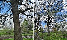 Mieszkańcy Targówka Mieszkaniowego obawiają się o przyszłość stuletniego dębu