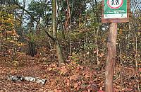 Nowe parki kieszonkowe i jeszcze więcej drzew? Głosujcie!