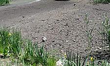 Kto i dlaczego osuszył staw na Gliniankach Włościańskich? "Zniszczono ekosystem"