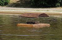 W parku Bródnowskim powstała wyspa dla kaczek. Mieszkańcy postawili na swoim